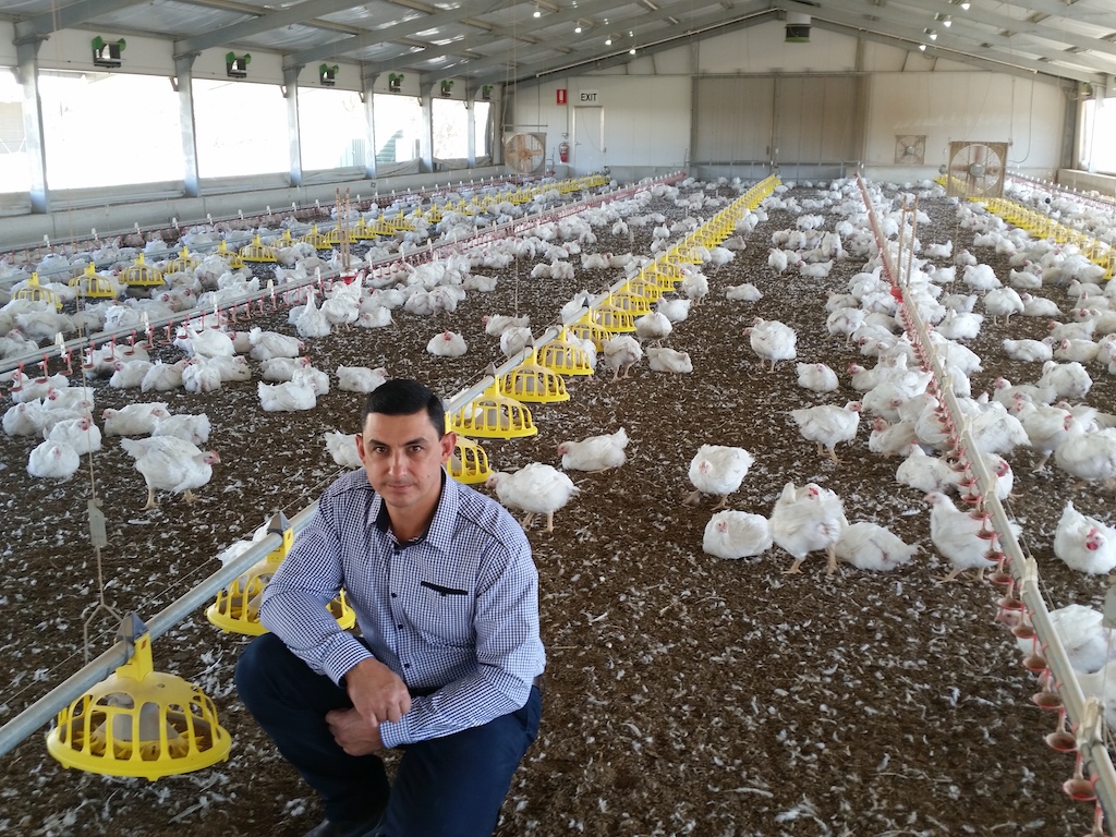 Why these chickens crossed the road for fresh start in Goulburn