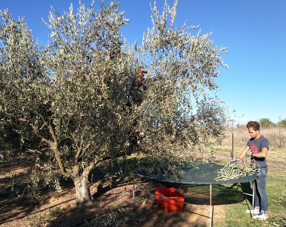 The good oil on EVOO (extra virgin olive oil)