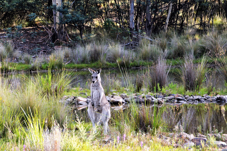An Eastern Grey Kangaroo stands in Australian bushland at Tinbinbilla Nature Reserve