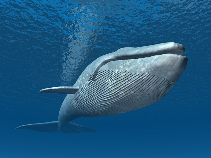 Blue Whale