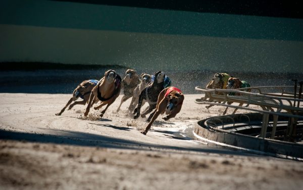 Greyhounds. Photo: iStock