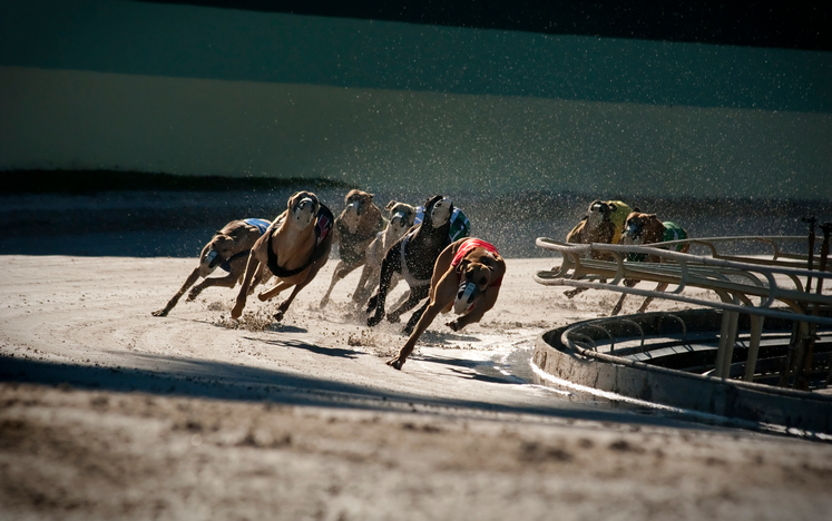 ACT to ban greyhound racing from mid-2018