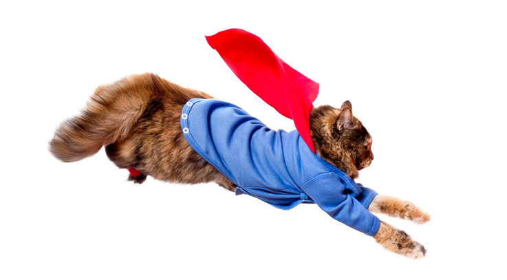 Saving lives is in the blood for Superhero cats