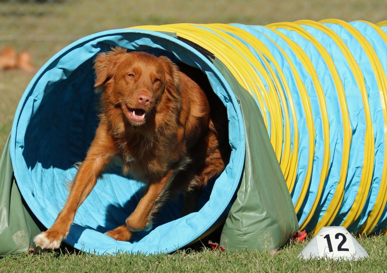 Canberra hosts International Dog Sports Extravaganza