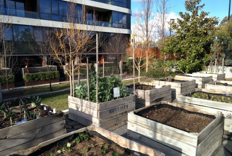 Act Government Offers Fresh Community Garden Grants The Riotact