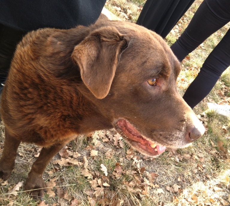 Meet Simba, professional truffle dog