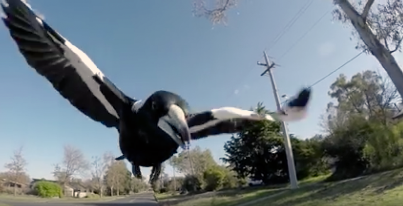 Magpie season hitting Canberrans hard with bleeding heads, falls off bikes and multiple swoops