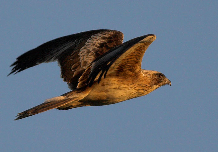 Live-stream camera gives bird's eye view of nesting little eagles