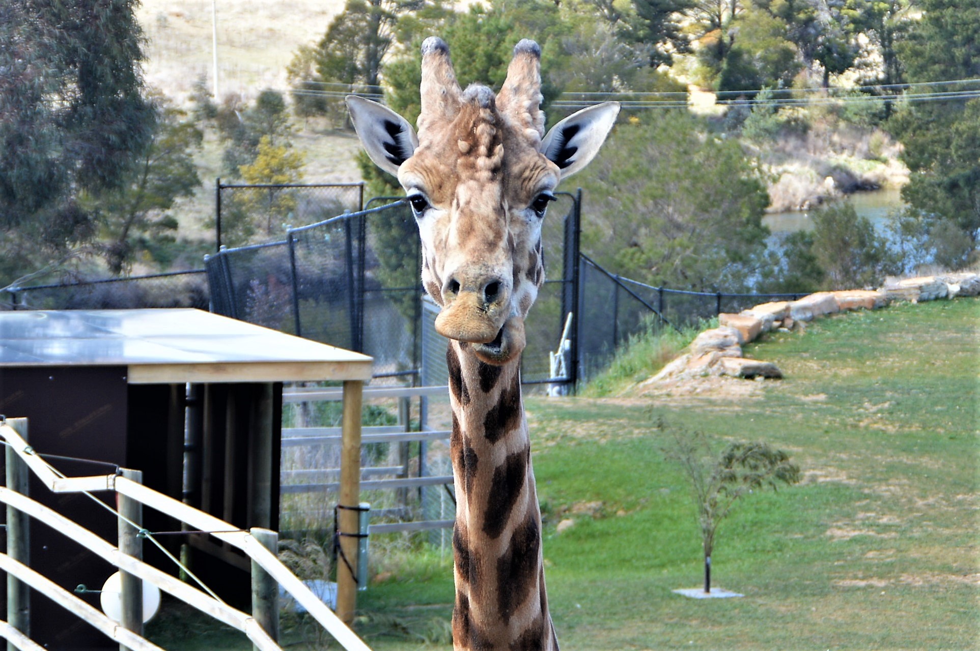 Meet Hummer the giraffe – Canberra’s favourite zoo animal!