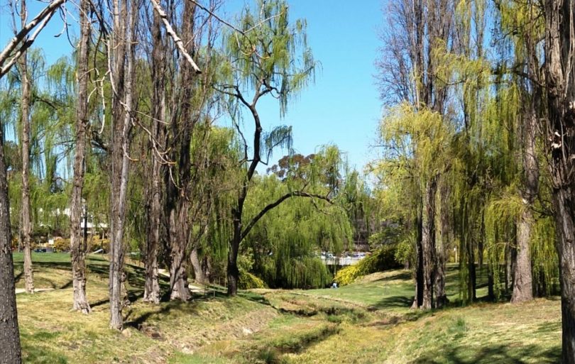 Sullivans Creek, which runs through the centre of the ANU, is edged with grassed banks and willow trees.