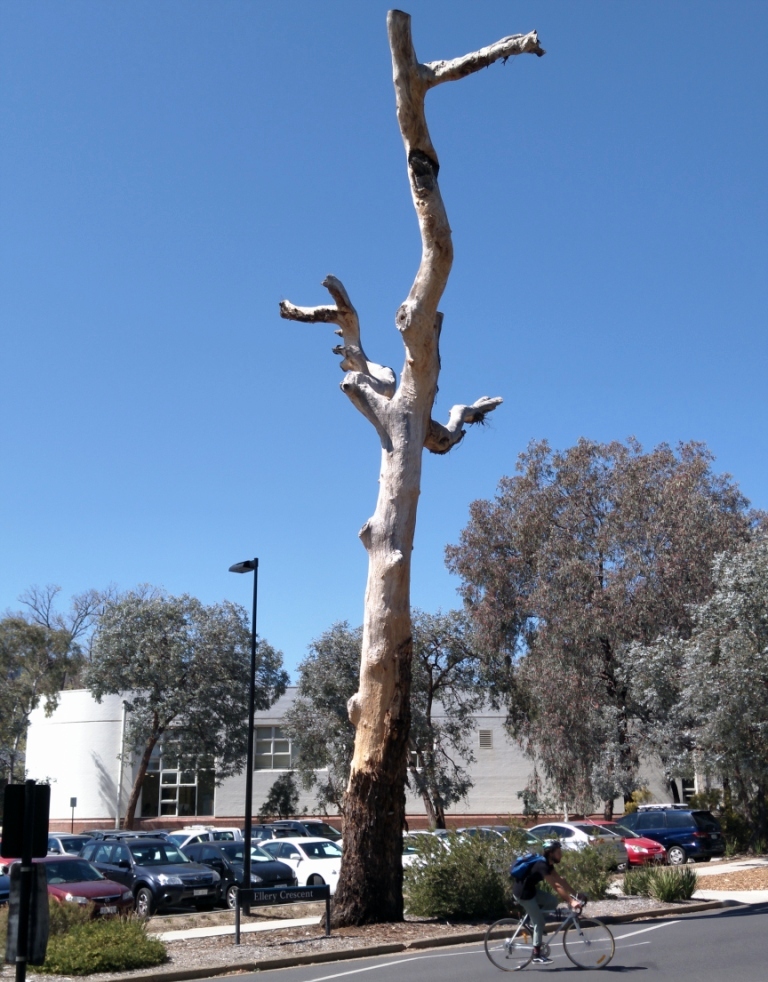 300-year-old scarred tree on Ellery Crescent is now home to a nest of bees.