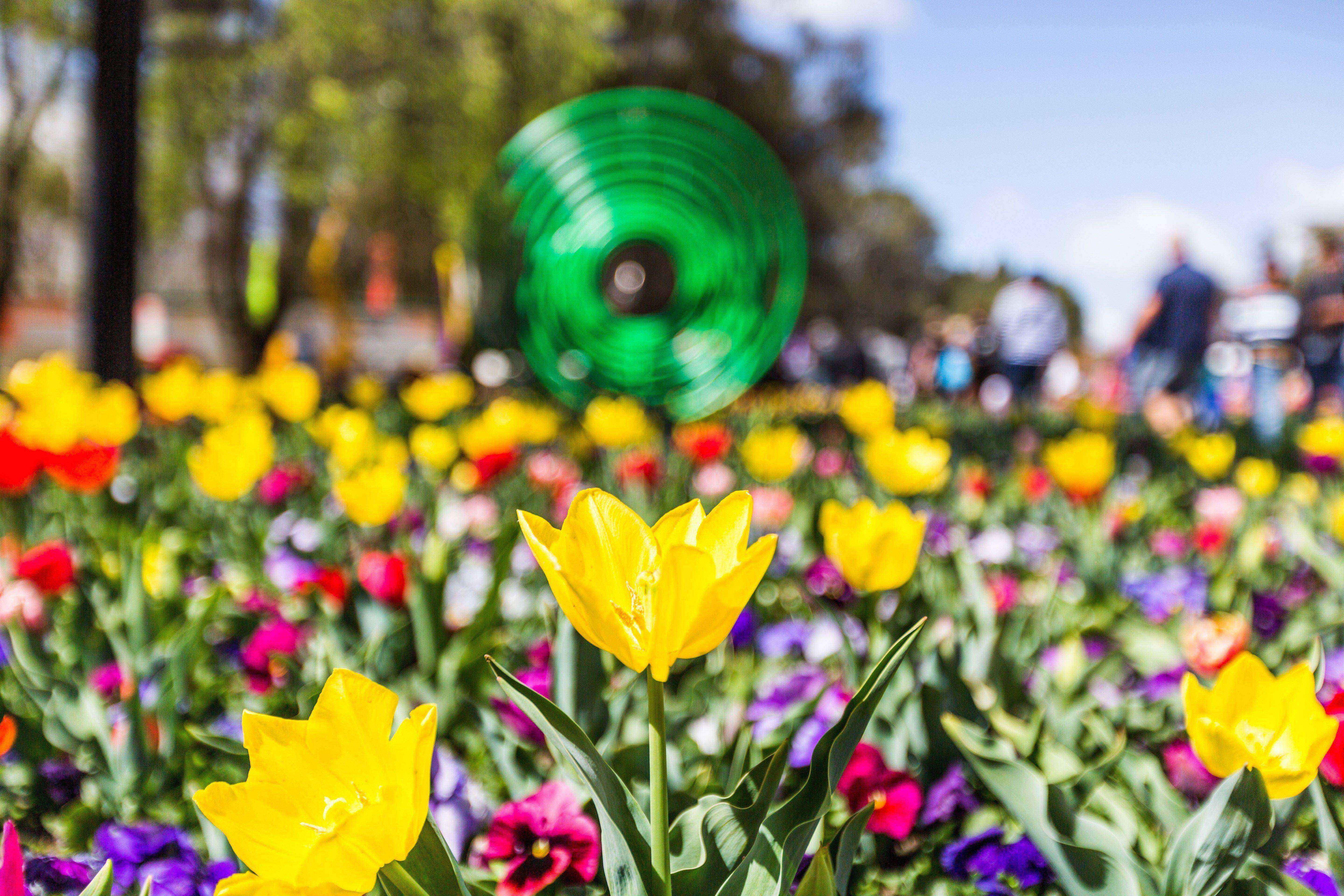 Floriade springs forth as sunny weather brings out the blooms and crowds