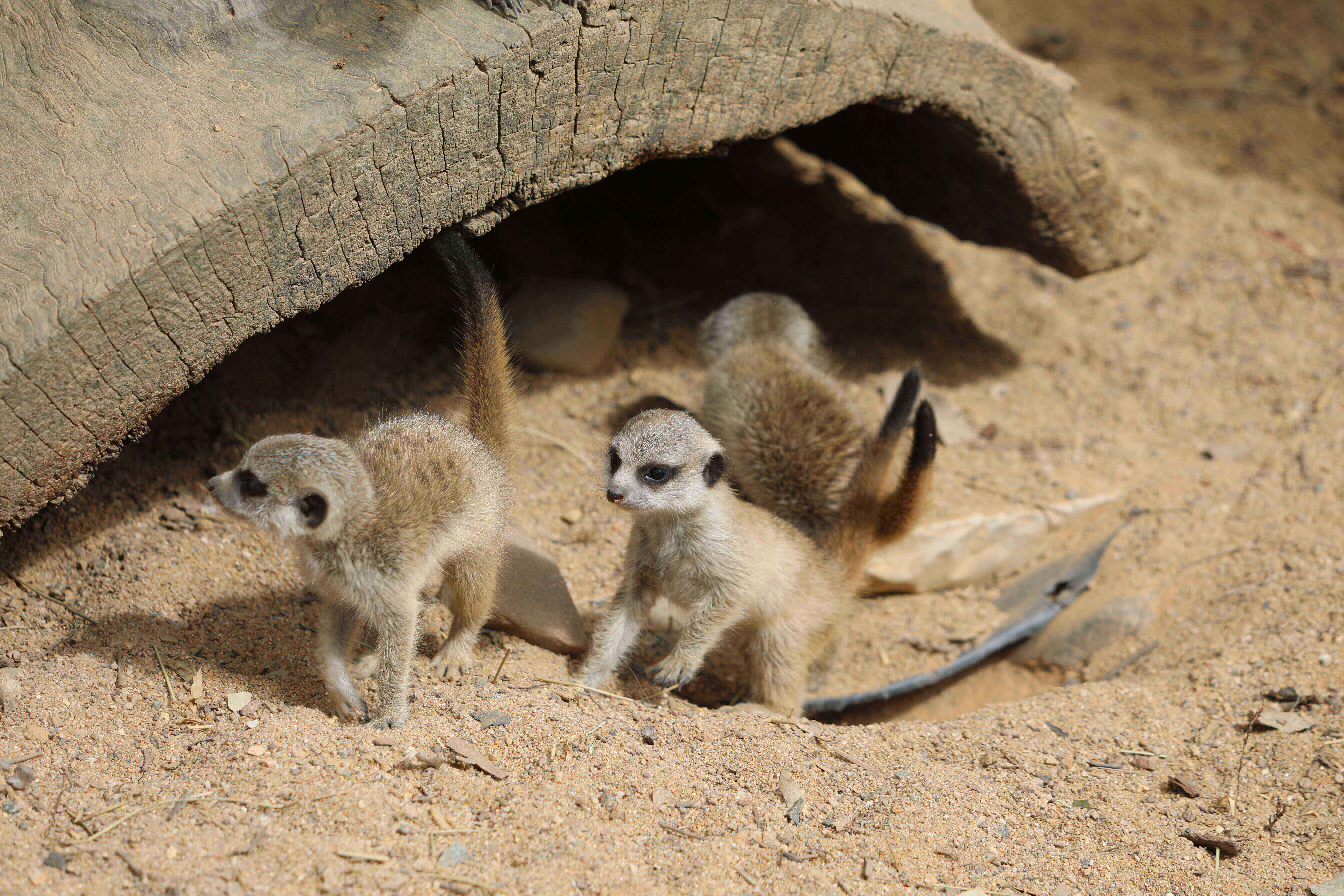 Meerkat triplets born at Canberra’s zoo
