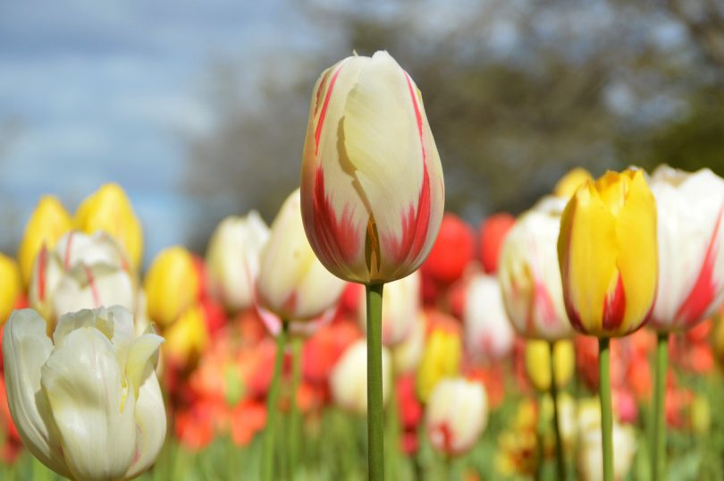 Floriade