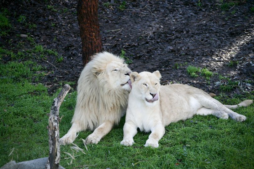 US government cracks down on letting zoo visitors play with lion