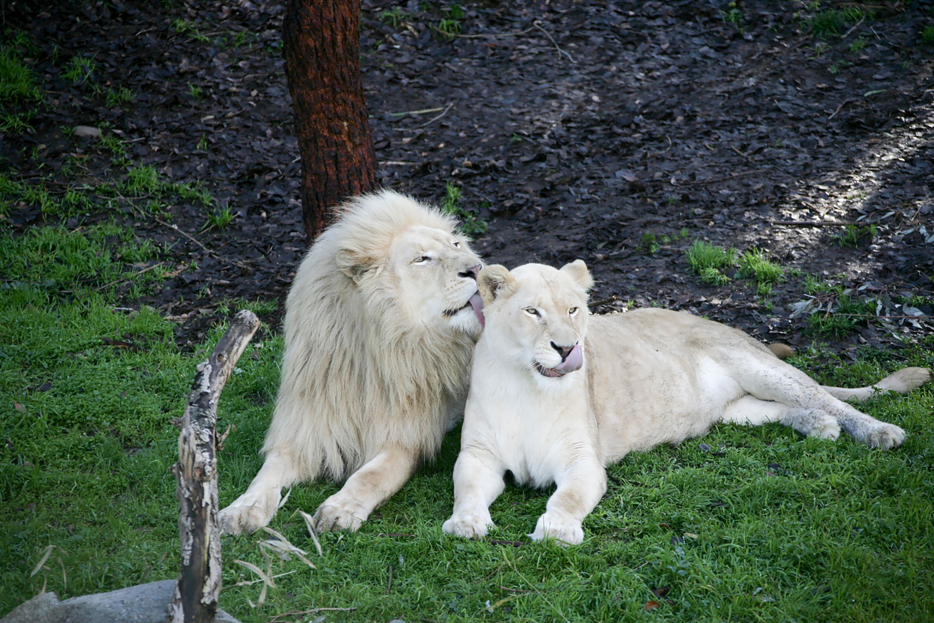 The zoo's white lions, Jake and Mischka, turn 13