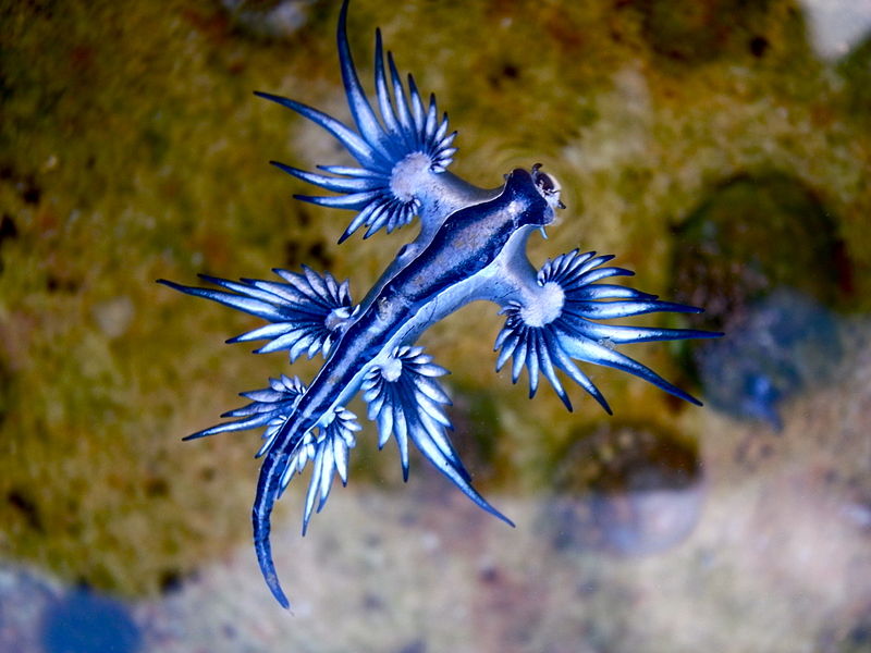 Glaucus atlanticus, AKA a Blue Dragon. Photo: Wiki Commons