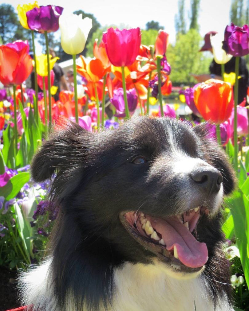 Dog in front of tulip field.