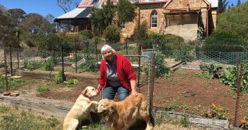 A snake-catcher’s fears for Goulburn bushland