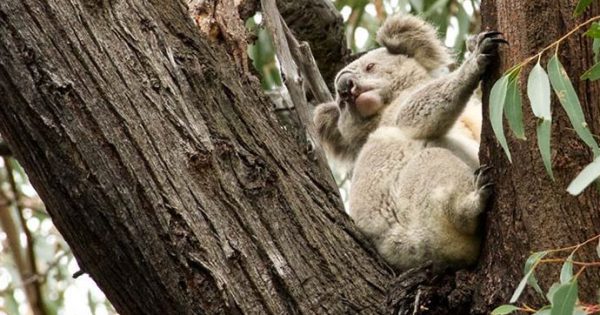 University of Canberra scientists help crack genetic code of koalas