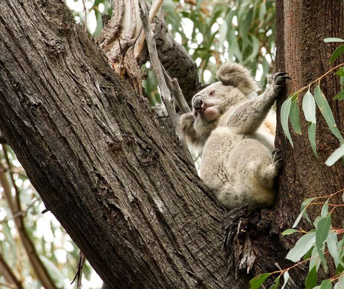 Koala in the Mumbulla Flora Reserve. Genome breakthrough is important for the survival of the species. Photo Dave Gallen OEH