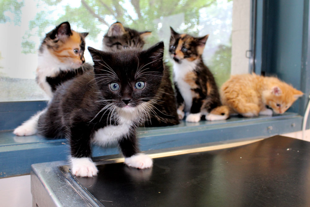 RSPCA's free desexing program claws back kitten numbers but future clouded