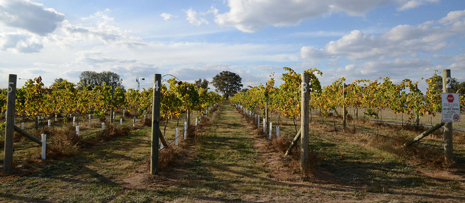 Canberra Day Trips: Murrumbateman Wineries