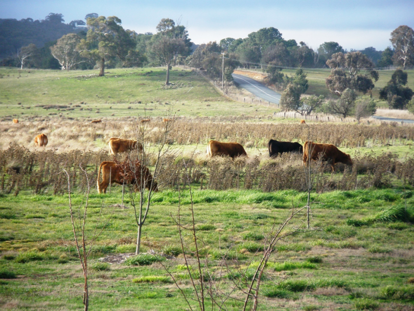 murrumbateman wines canberra day trips