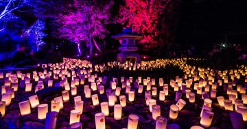 Light and colour fill Nara Peace Park for 15th Candle Festival