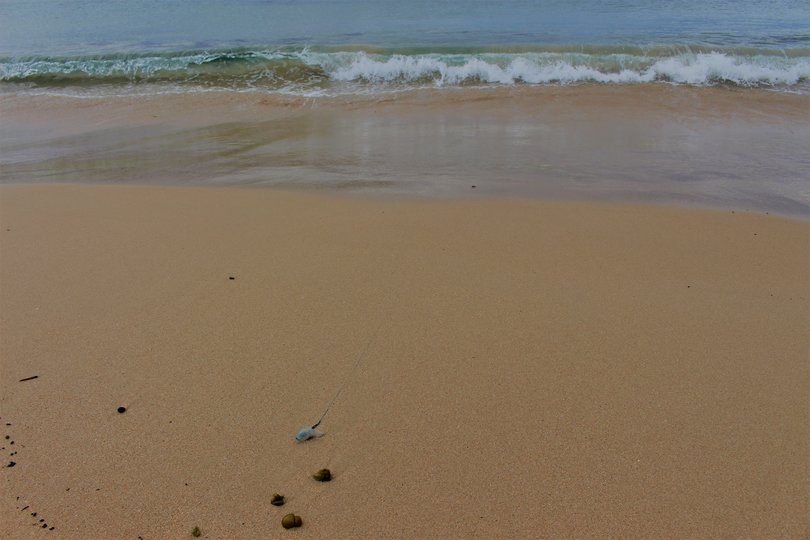 If only this guys float pointed the other way, he/she might still be at sea. Photo: Ian Campbell 