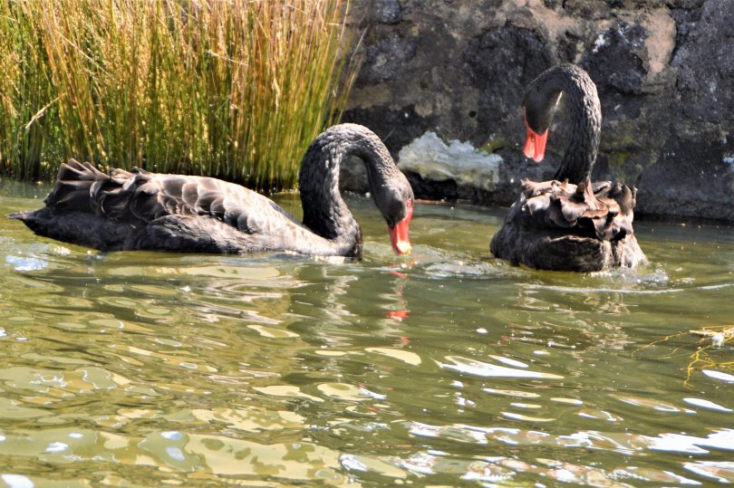 Getting up close to black swans on the lake. Photo by Glynis Quinlan.