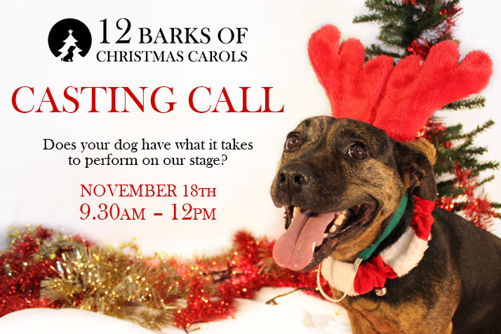 Casting call for the '12 Barks of Christmas Carols' to be held this Saturday 18 November at RSPCA ACT.