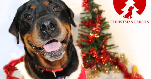 Will your pooch star in the RSPCA's '12 Barks of Christmas Carols'?