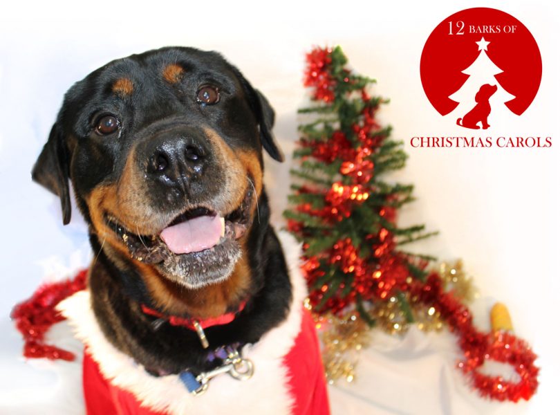 Audition your pooch for the '12 Barks of Christmas Carols' this Saturday 18th November.