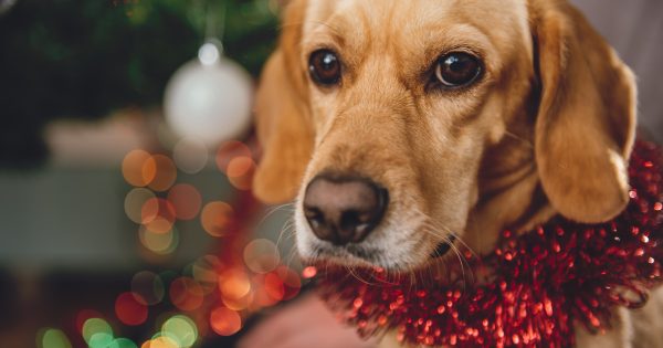 Christmas is not the time to give your dog a (ham) bone