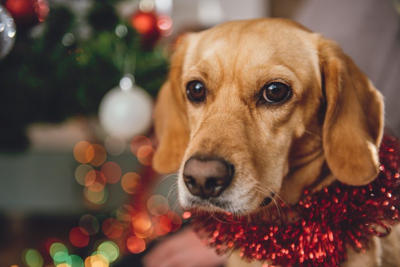 Family dog at Christmas time