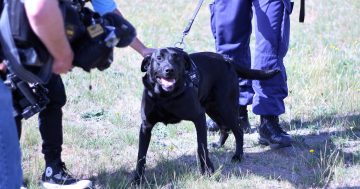 Meet the new canine sleuth keeping drugs out of Canberra’s prison