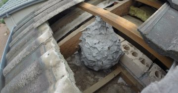 Experts warn of European wasp super nests as numbers explode