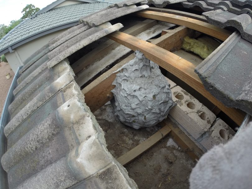 European wasp nest