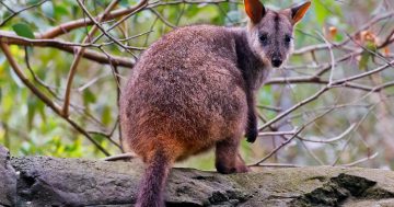 Rhonda the Rock Wallaby set to be ACT's mammal emblem after public poll