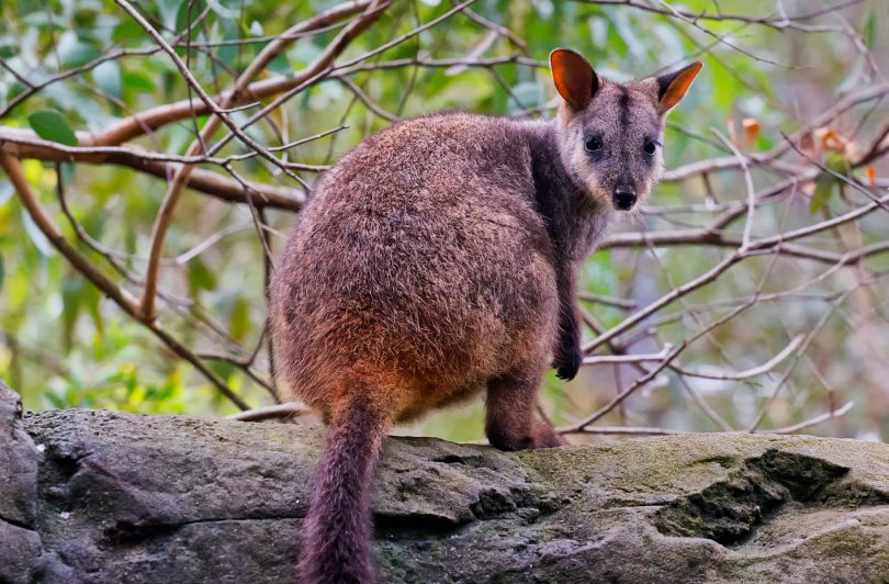 The Brush-tailed Rock Wallaby won the popularity contest by 40 votes. File photo.
