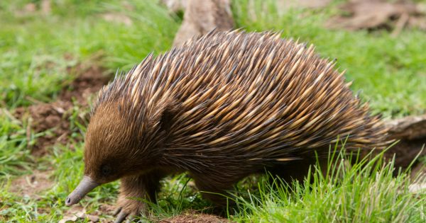 ACT Mammal Emblem inquiry now taking submissions