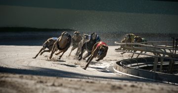Greyhound industry calls out Government on push polling