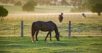 RSPCA's new Pialligo home puts some animal-loving neighbours offside