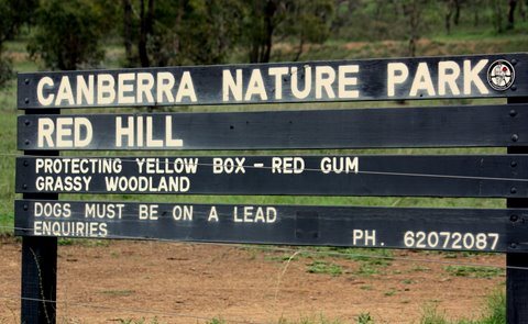 Photo: Red Hill Regeneration Group.