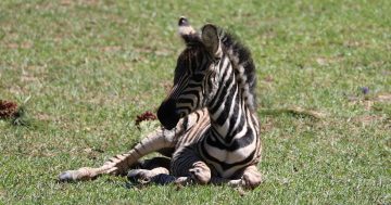 New zebra foal takes star baby billing at Canberra’s zoo