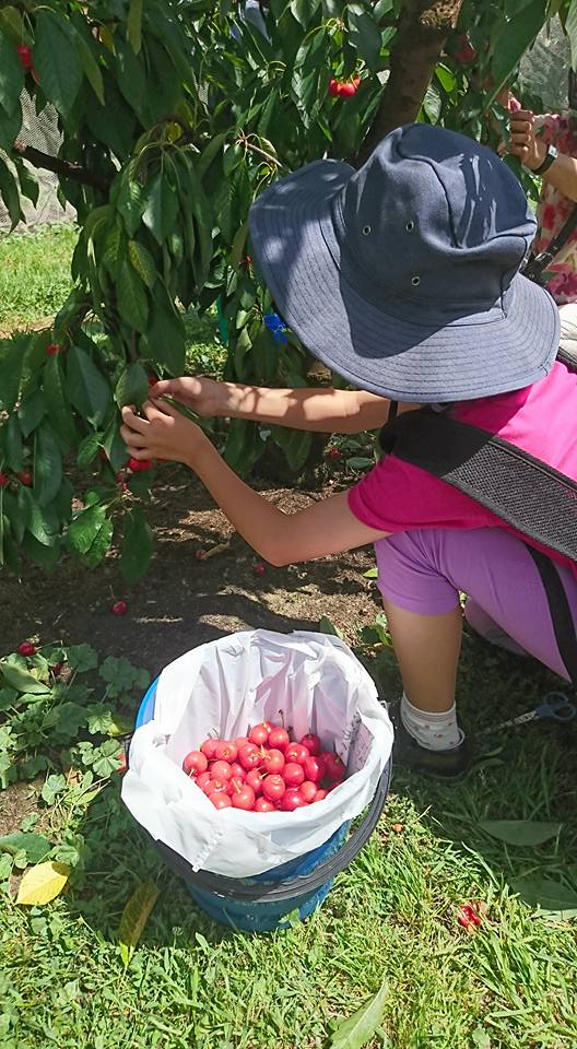 Image courtesy of Kembla Fruit Orchard