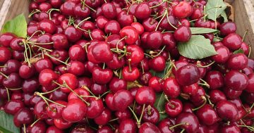 Pick your own cherries, right here in Canberra!