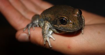 Heat on frog monitoring group as funding dries up