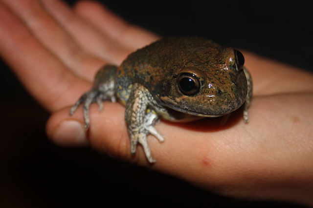 Frogs may be out of sight but they should not be out of mind. Photo: Supplied.
